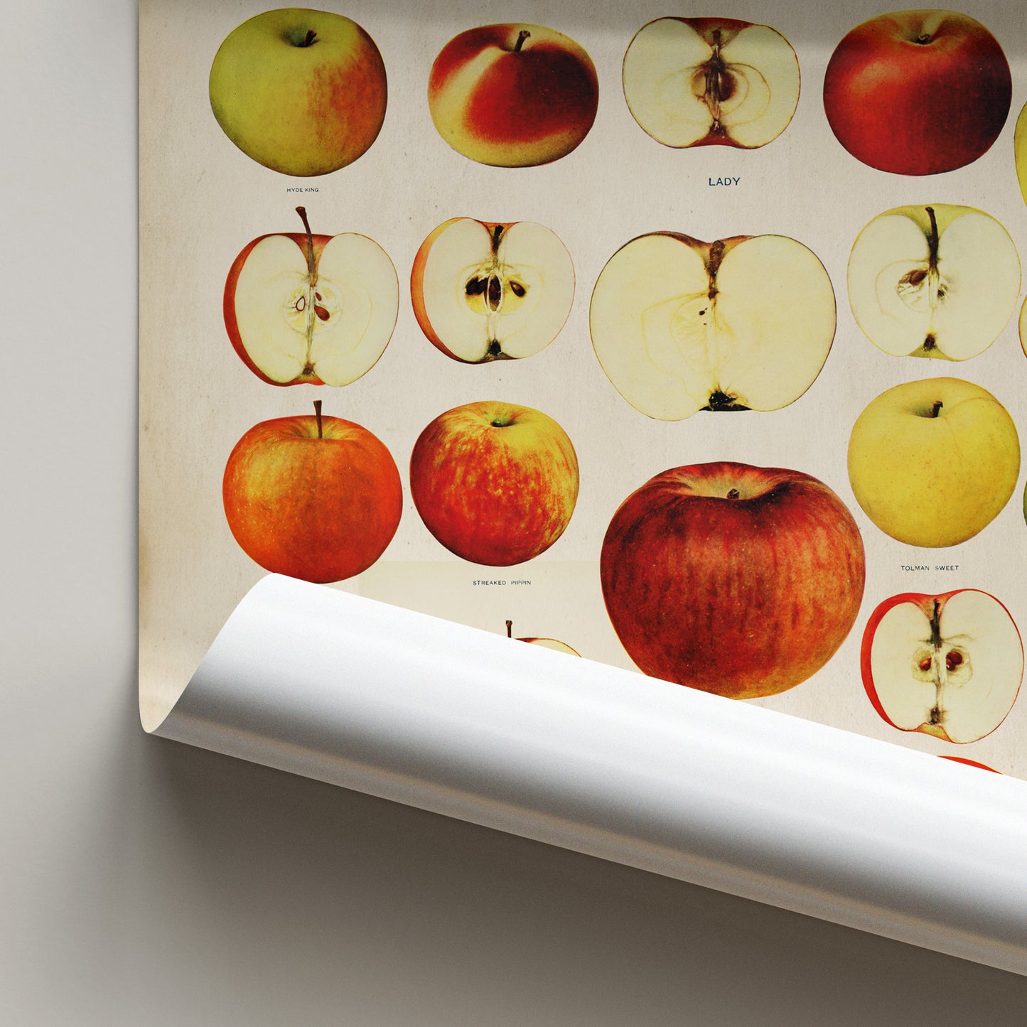 Explore this vintage apple chart from 'The Apples of New York' book (1905). Featuring historic apple illustrations, it’s perfect for rustic and farmhouse decor. Shop now!