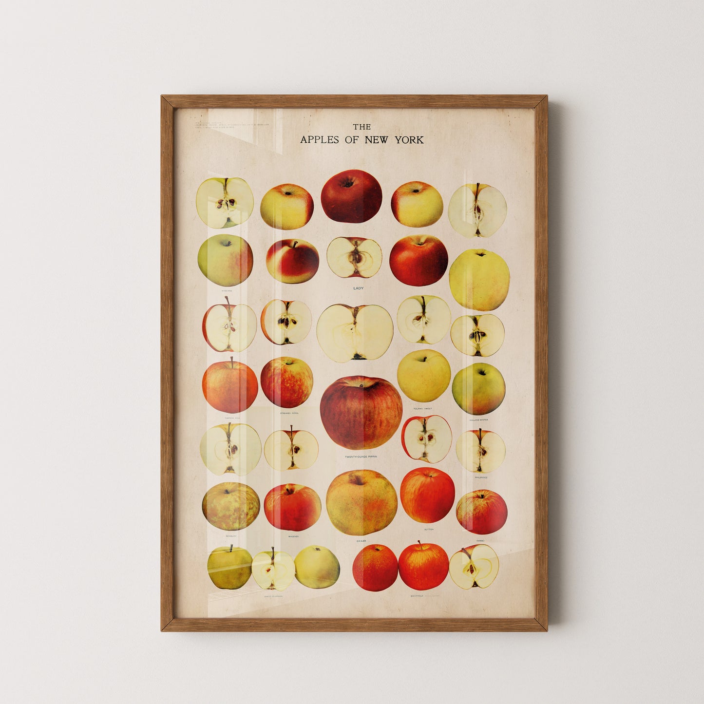 Explore this vintage apple chart from 'The Apples of New York' book (1905). Featuring historic apple illustrations, it’s perfect for rustic and farmhouse decor. Shop now!