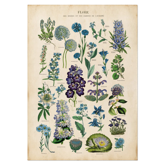 Vintage botanical chart of blue flowers featuring antique-style illustrations of blue plants and blooms on a parchment backgroun
