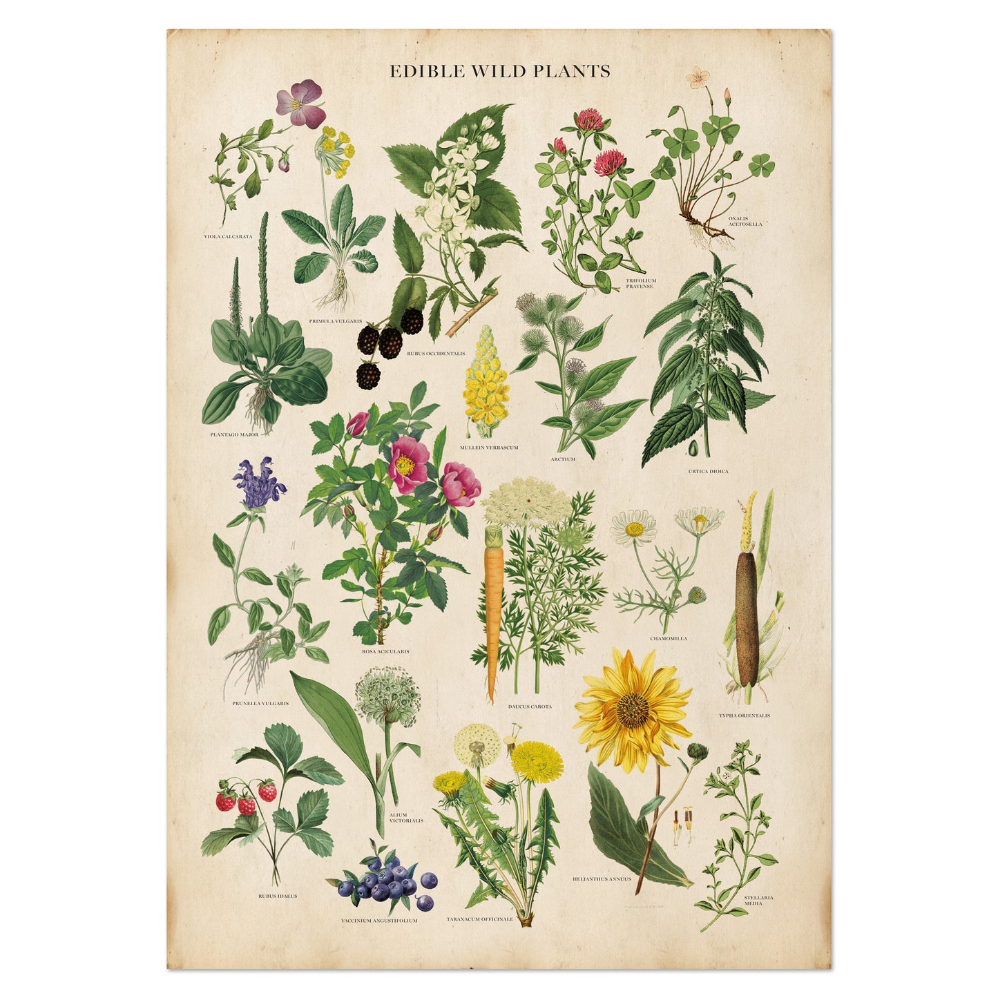 Vintage Edible Wild Plants print featuring botanical illustrations of edible herbs, flowers, and wild plants with labeled scientific names in a classic, antique style.