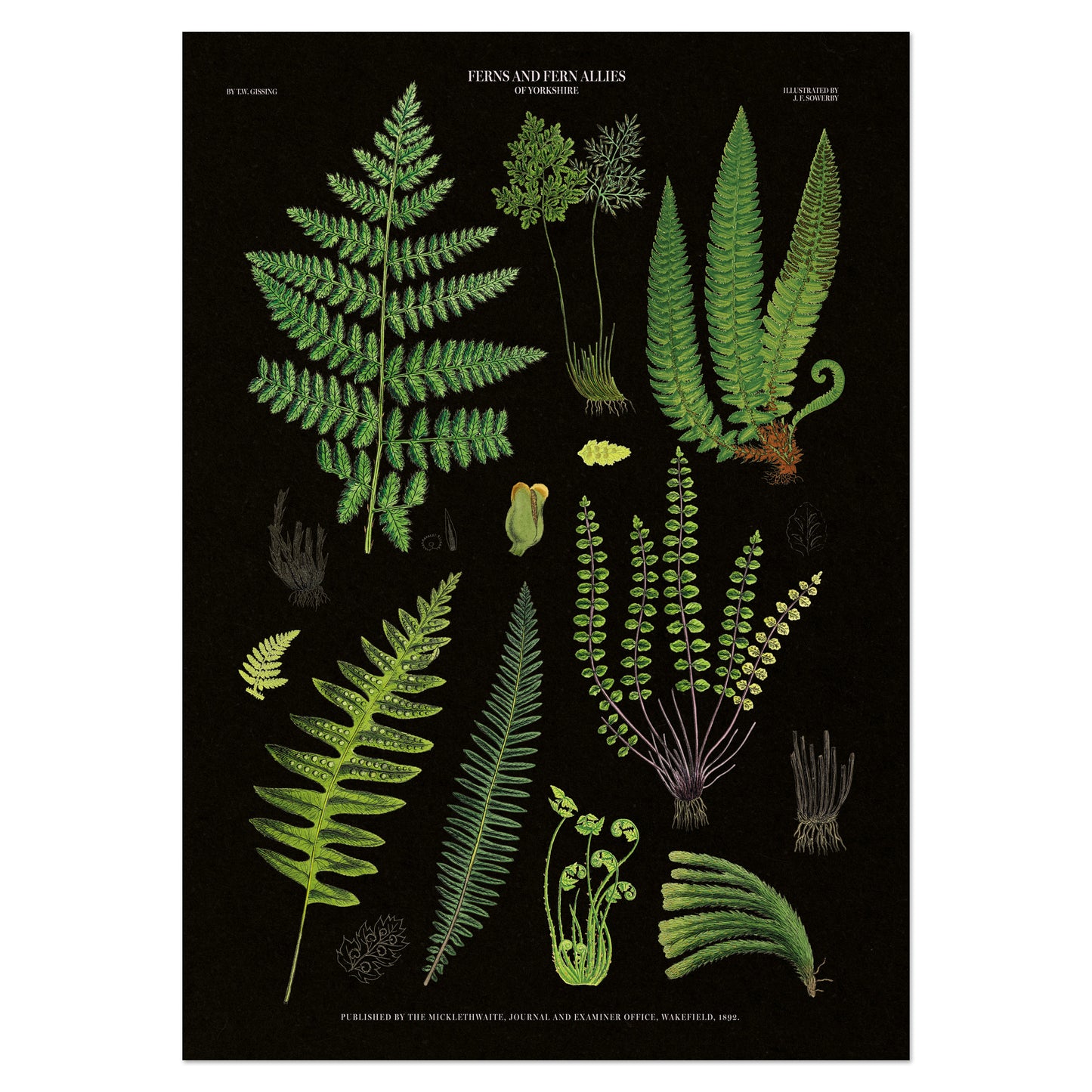 Vintage Fern Illustrations Poster - 'Ferns and Ferns Allies of Wakefield' (1862) on a black background with detailed green ferns.