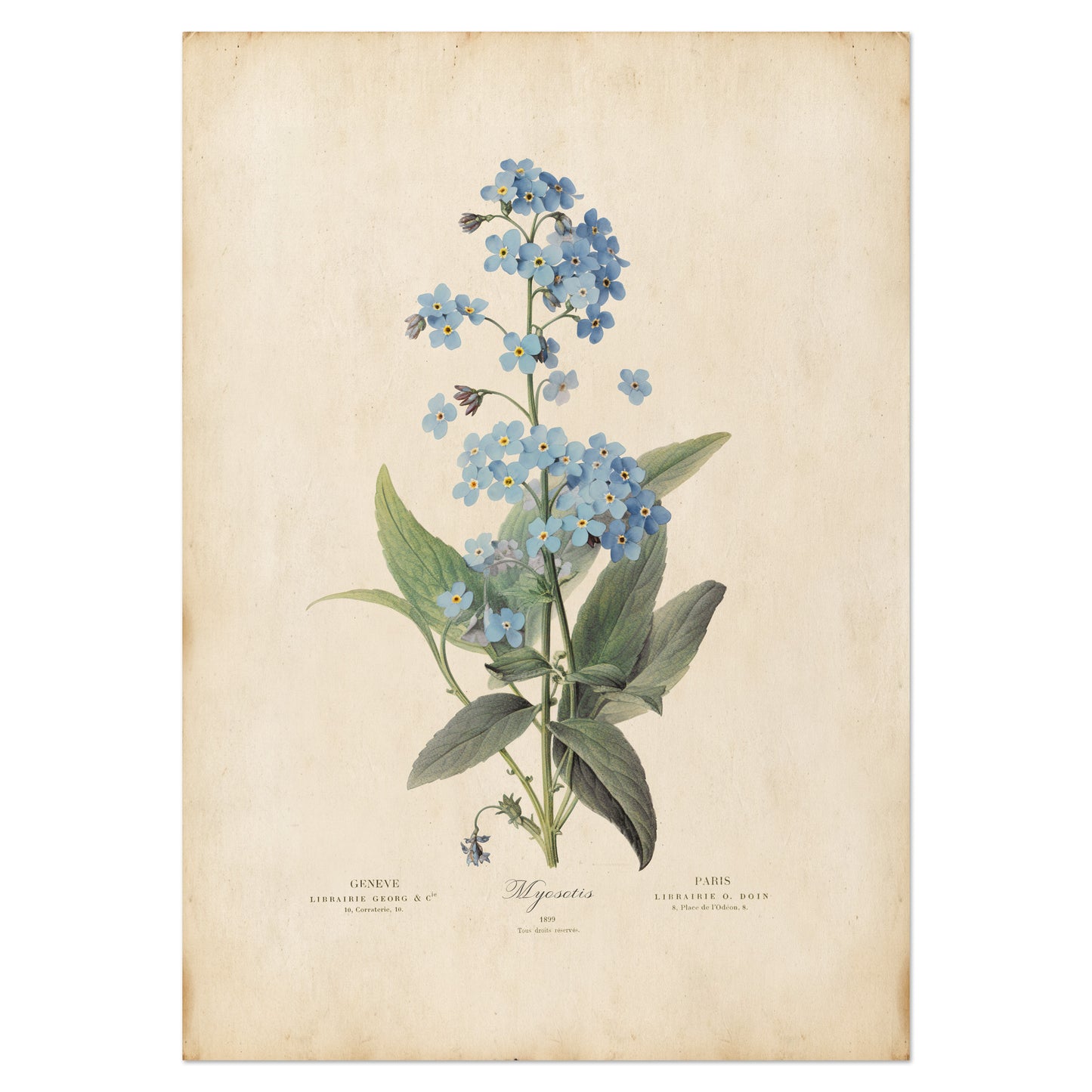 Illustration of delicate blue Forget-Me-Not flowers with green leaves on a vintage botanical print.