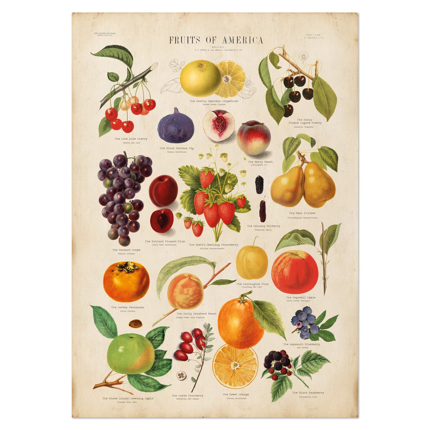 Fruits of America Vintage Botanical Chart Print - Vibrant, restored illustrations of native American fruits with vintage typewriter font labels.