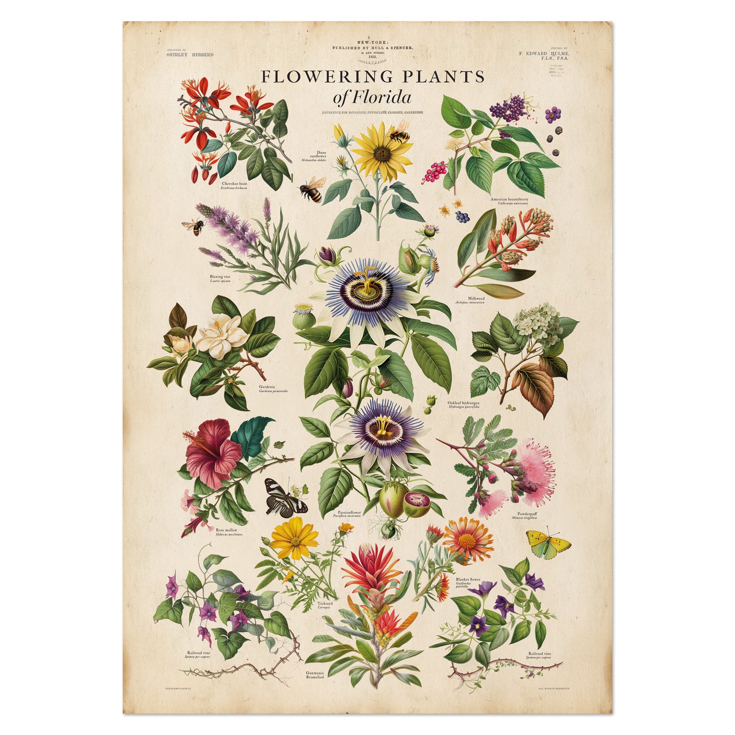 Celebrate the natural beauty of Florida's diverse wildflowers with this Flowering Plants of Florida Poster Print.