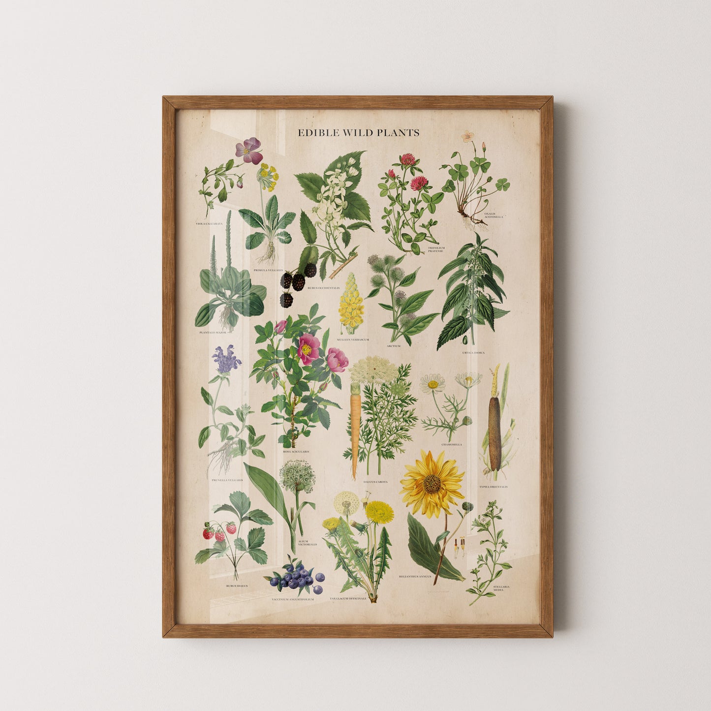 Vintage Edible Wild Plants print featuring botanical illustrations of edible herbs, flowers, and wild plants with labeled scientific names in a classic, antique style.