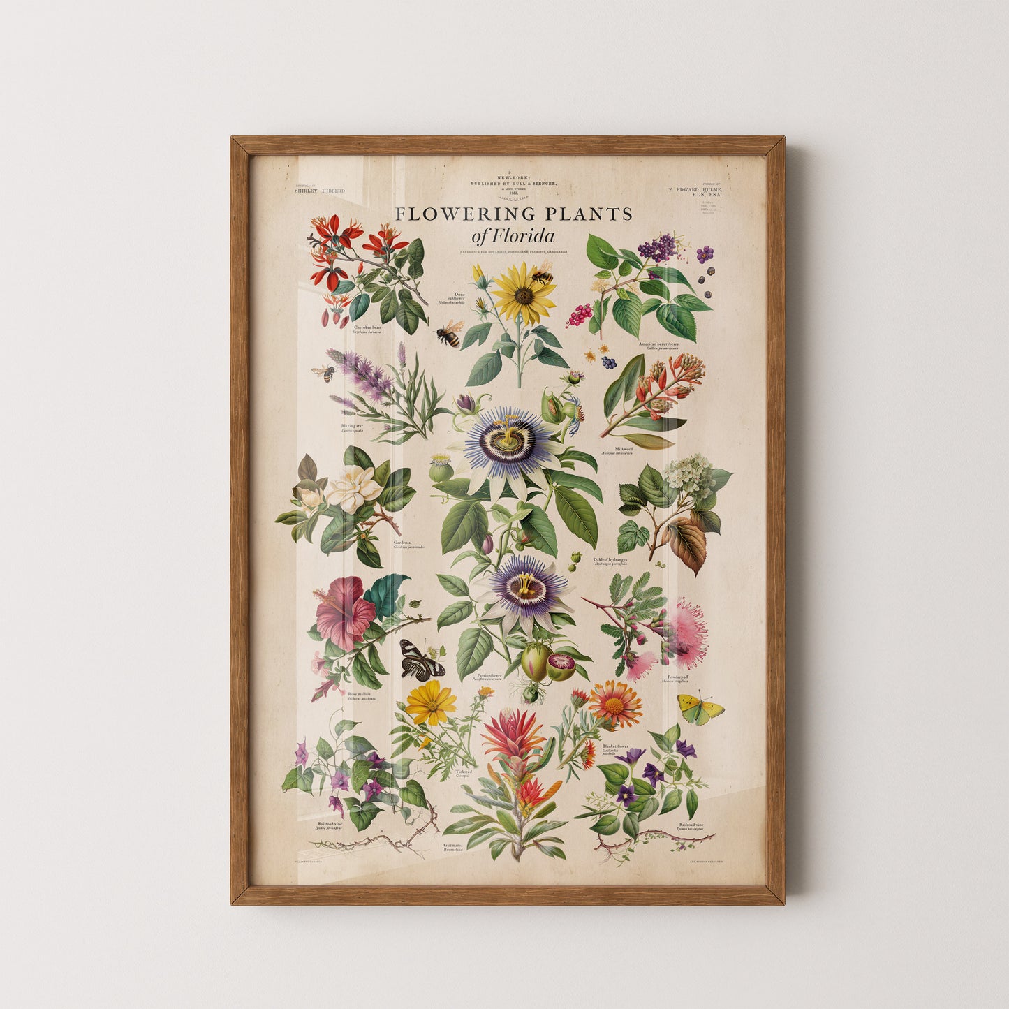 Celebrate the natural beauty of Florida's diverse wildflowers with this Flowering Plants of Florida Poster Print.