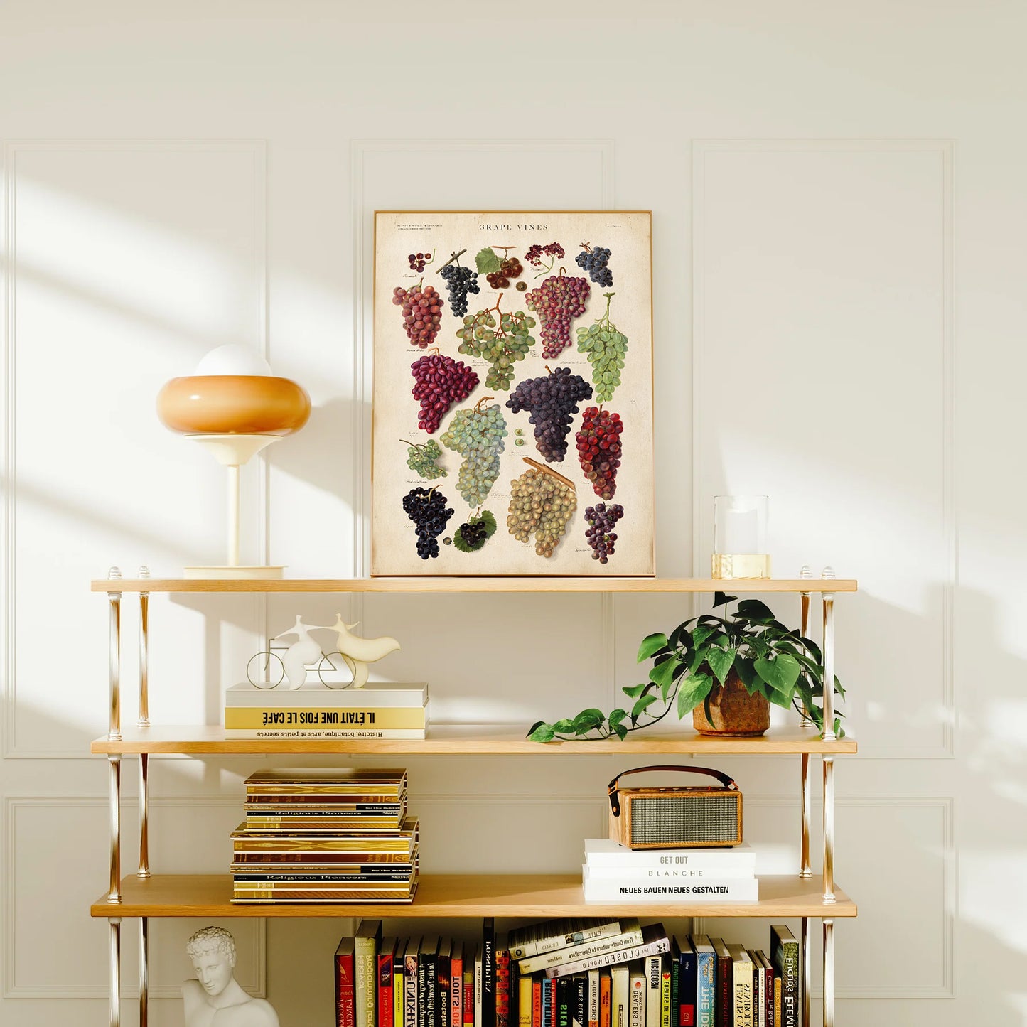 Vintage botanical chart of grape vines with vibrant illustrations of various grape varieties in antique style.