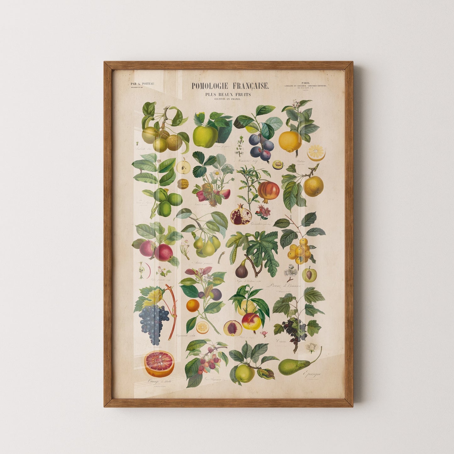"Pomologie Française Vintage French Fruit Chart Print - Antique botanical illustration of labeled fruits by Pierre-Antoine Poiteau."