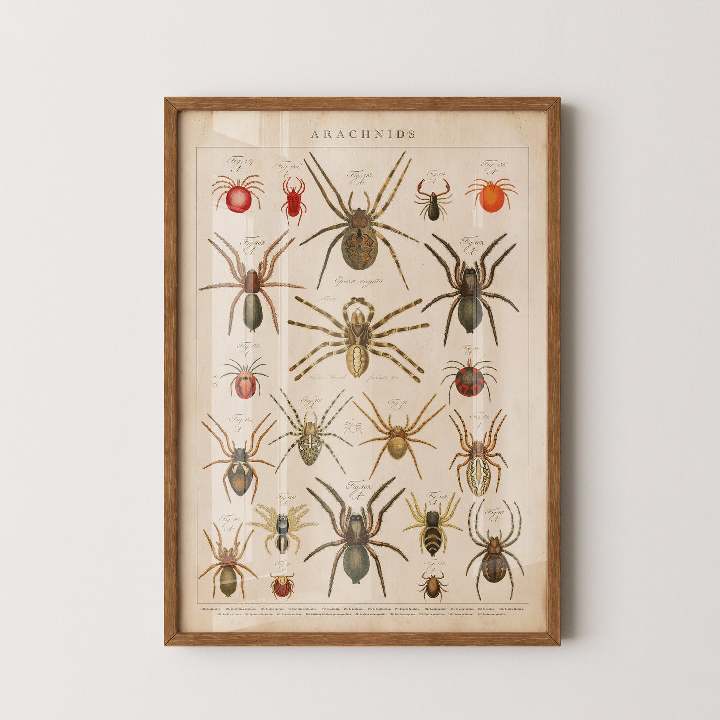 Vintage arachnids chart showcasing detailed illustrations of various spider species in antique natural history style.