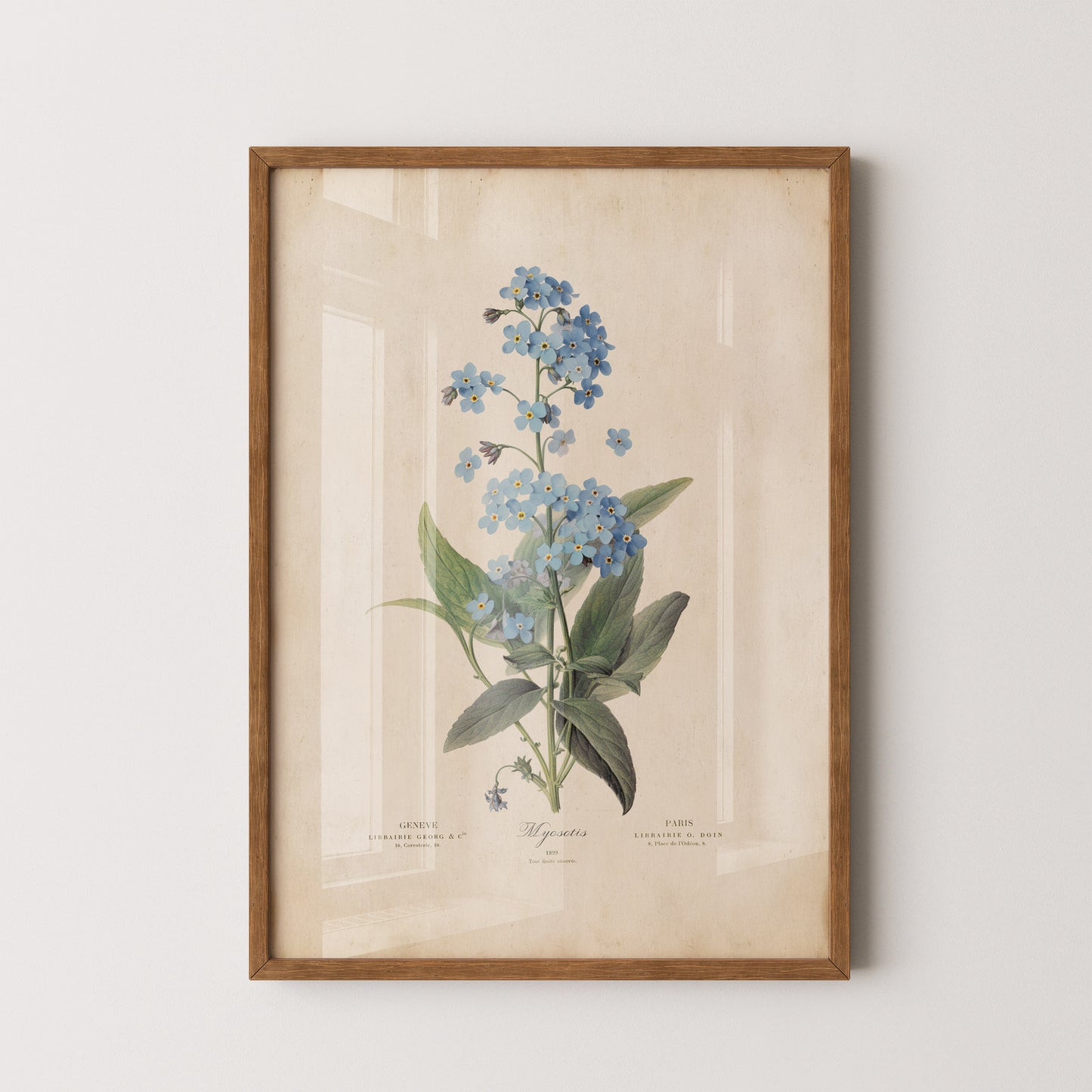 Illustration of delicate blue Forget-Me-Not flowers with green leaves on a vintage botanical print.