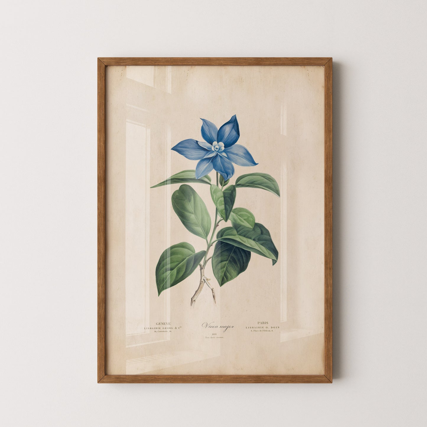 Vintage botanical Blue Periwinkle Illustration Print.
