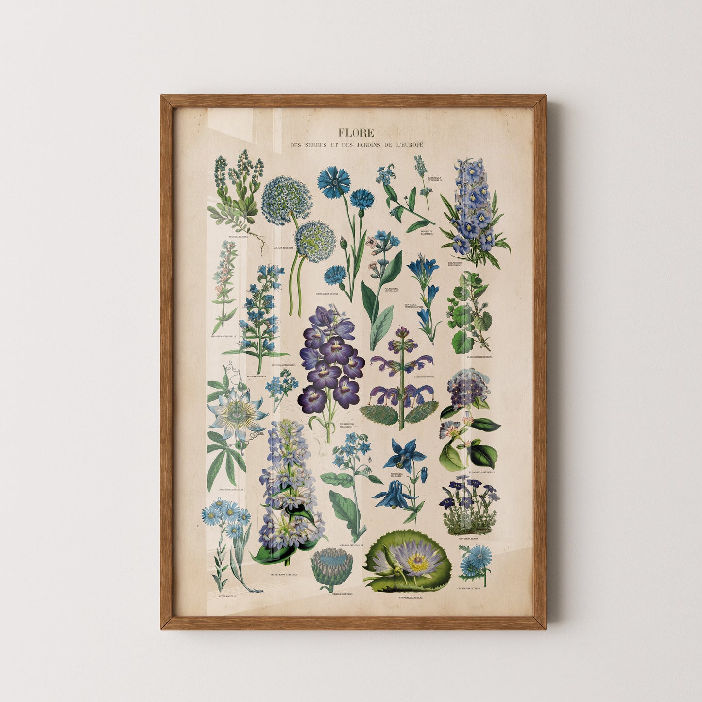 Vintage botanical chart of blue flowers featuring antique-style illustrations of blue plants and blooms on a parchment backgroun
