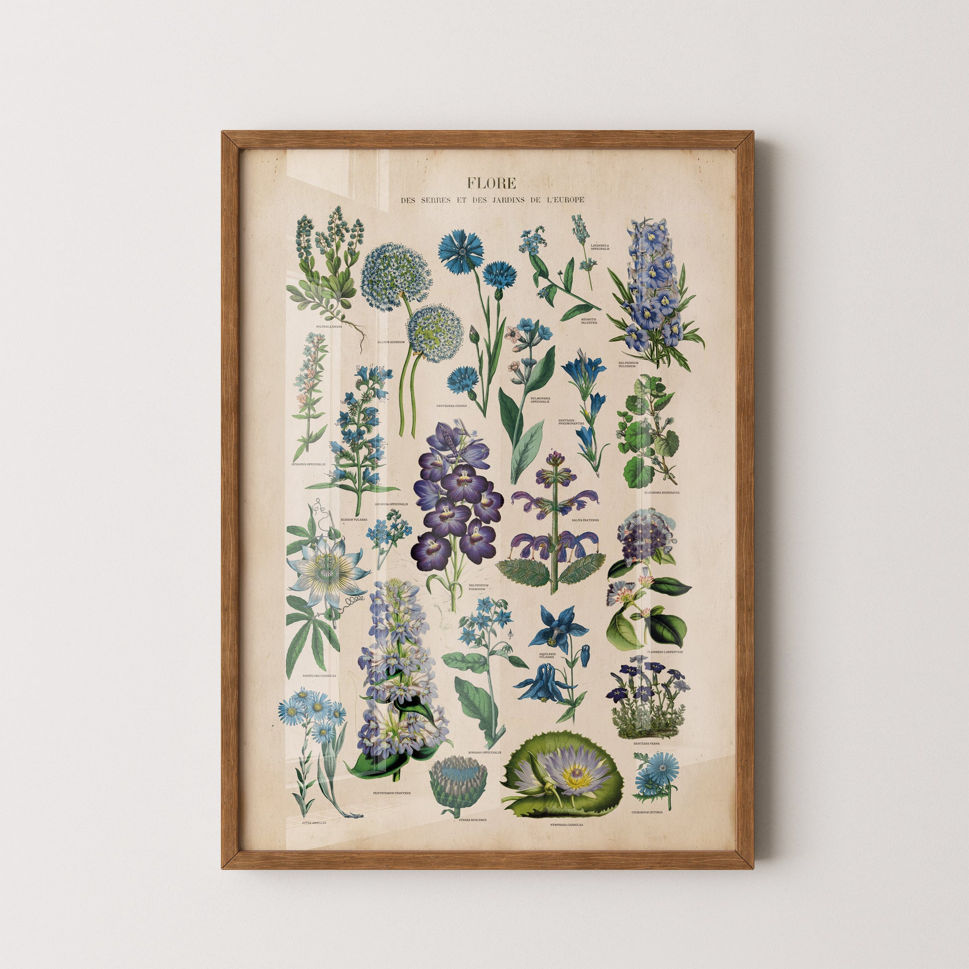 Vintage botanical chart of blue flowers featuring antique-style illustrations of blue plants and blooms on a parchment backgroun