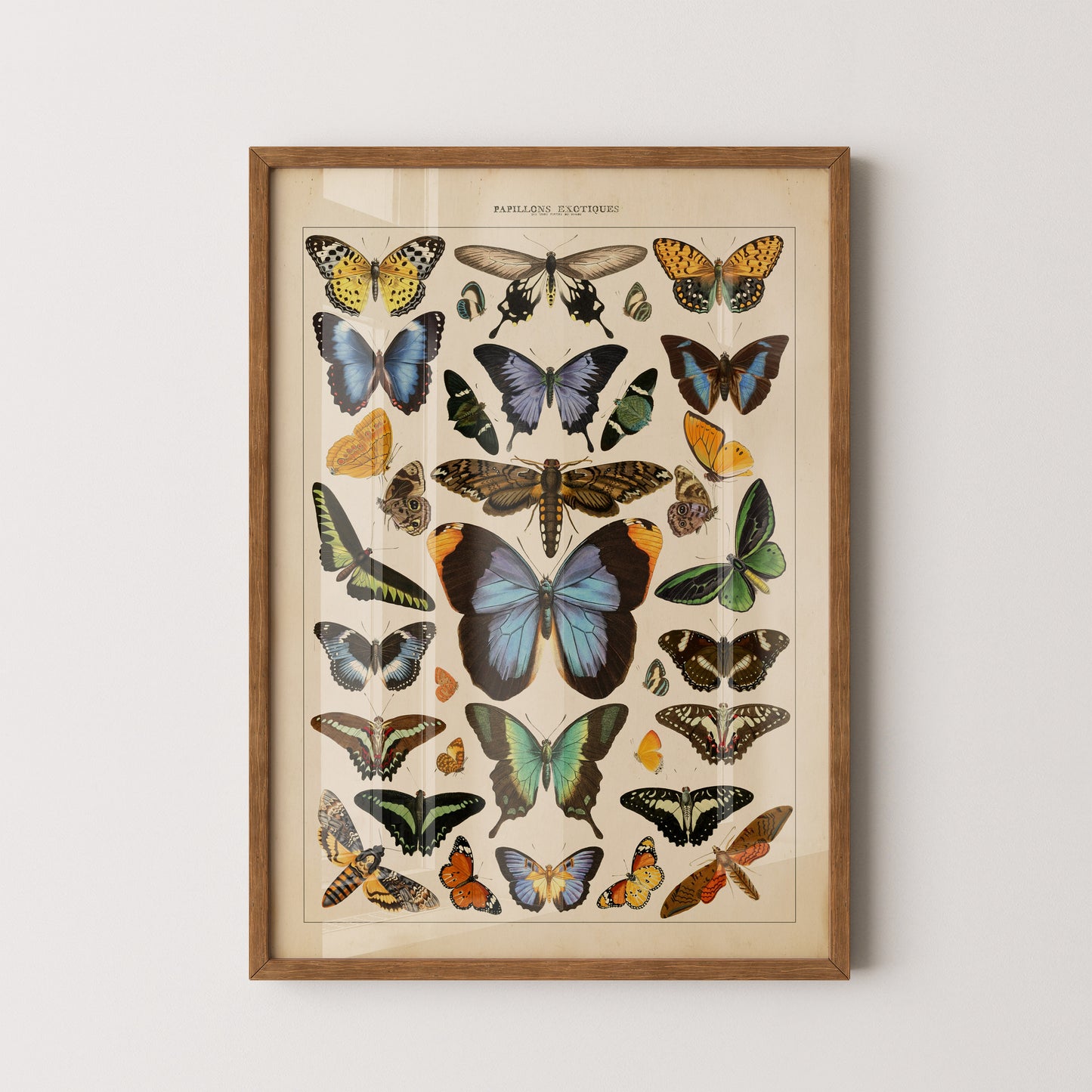 Exotic Butterfly Chart featuring vintage illustrations of rare butterflies from Asia, Africa, the Americas, and the Indies, inspired by the historic book Papillons Exotiques.