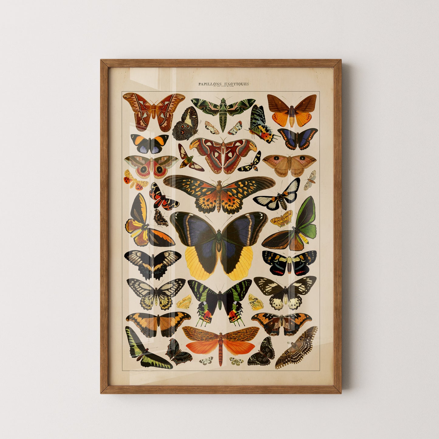 Exotic Butterfly Chart featuring vintage illustrations of rare butterflies from Asia, Africa, the Americas, and the Indies, inspired by the historic book Papillons Exotiques
