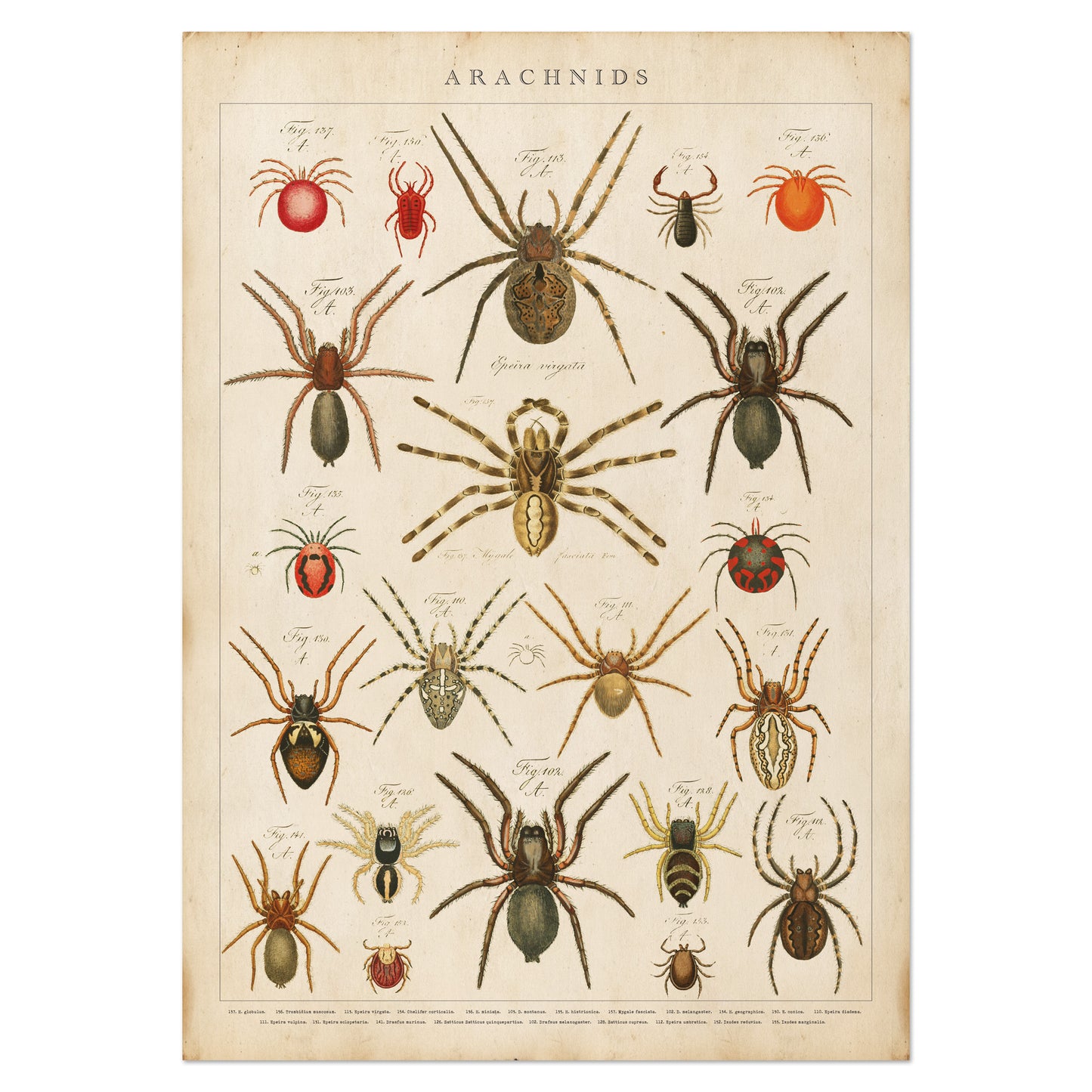 Vintage arachnids chart showcasing detailed illustrations of various spider species in antique natural history style.