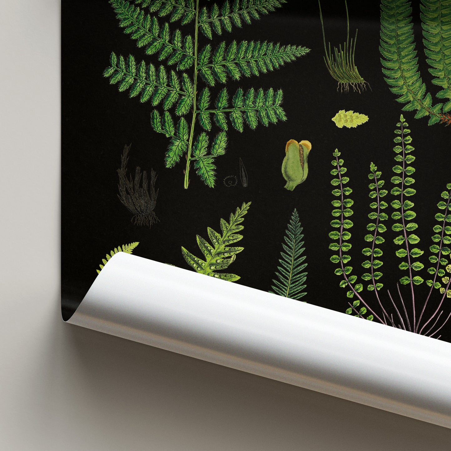 Vintage Fern Illustrations Poster - 'Ferns and Ferns Allies of Wakefield' (1862) on a black background with detailed green ferns.