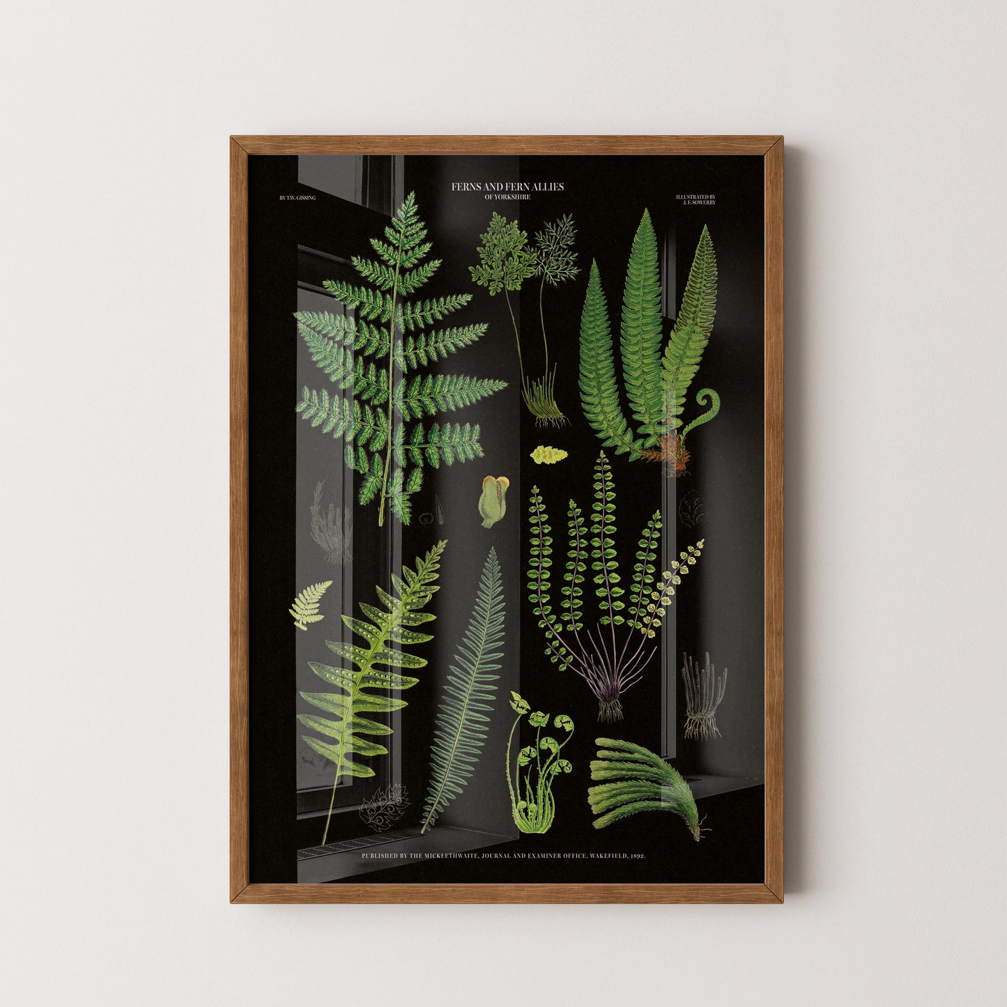 Vintage Fern Illustrations Poster - 'Ferns and Ferns Allies of Wakefield' (1862) on a black background with detailed green ferns.
