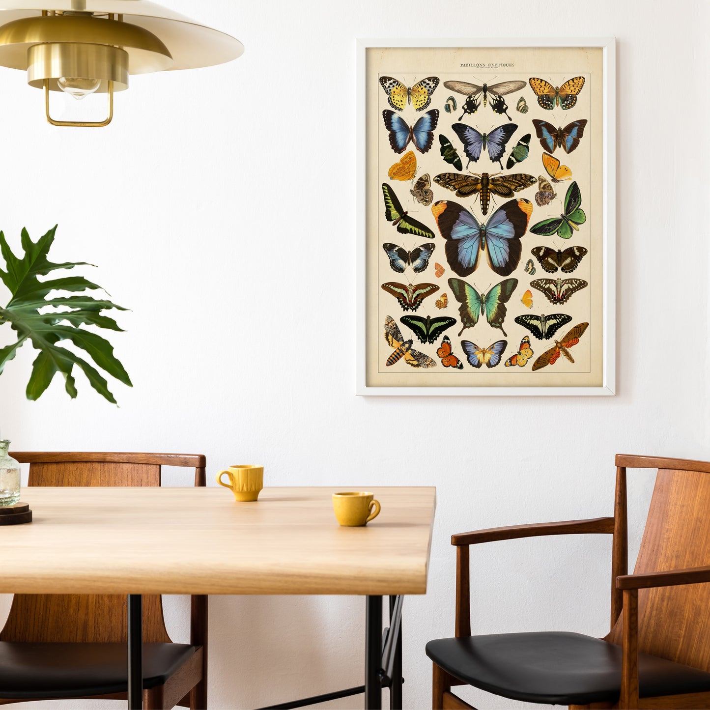 Exotic Butterfly Chart featuring vintage illustrations of rare butterflies from Asia, Africa, the Americas, and the Indies, inspired by the historic book Papillons Exotiques.