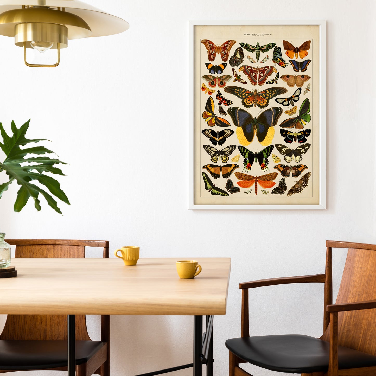 Exotic Butterfly Chart featuring vintage illustrations of rare butterflies from Asia, Africa, the Americas, and the Indies, inspired by the historic book Papillons Exotiques
