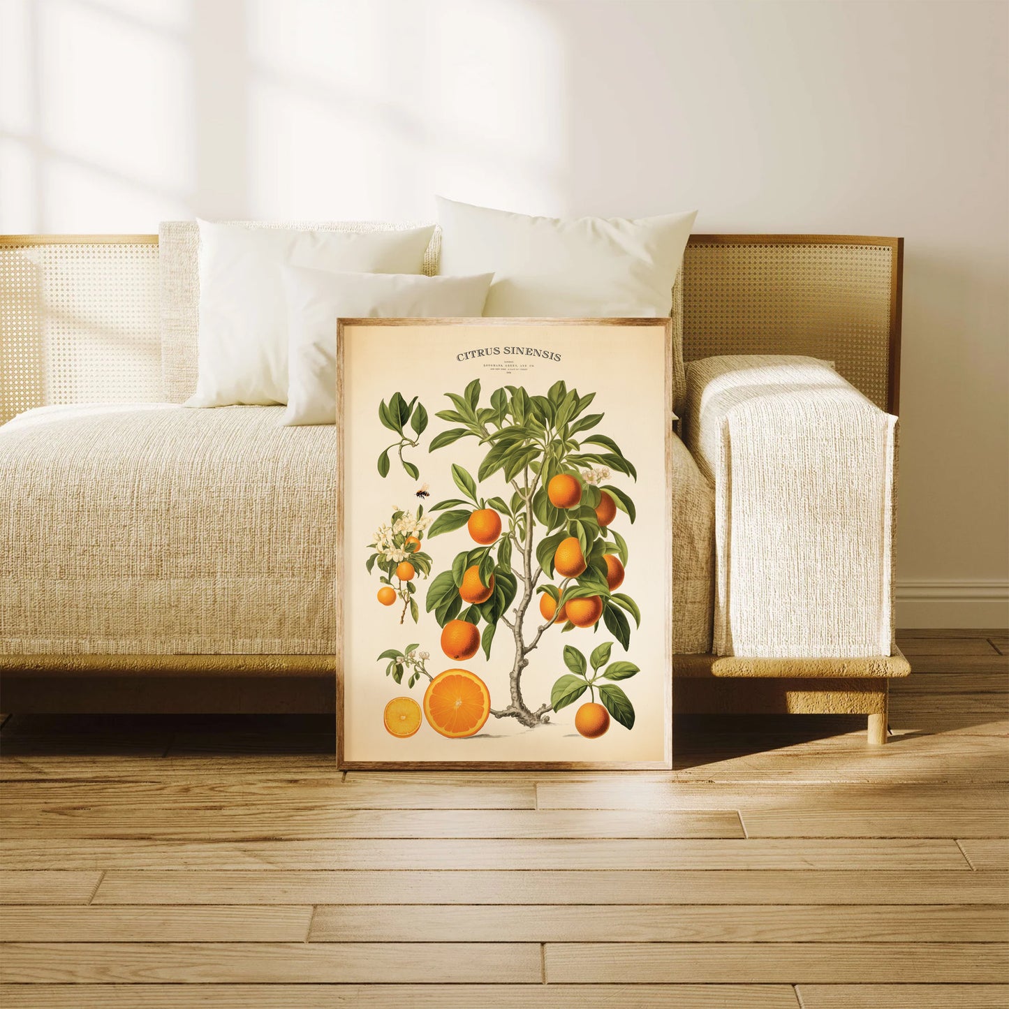 Discover this "Citrus Sinensis" botanical chart featuring the orange tree's seeds, blossoms, and fruit. Includes a historical description of its cultivation. Ships unframed, available in multiple sizes.