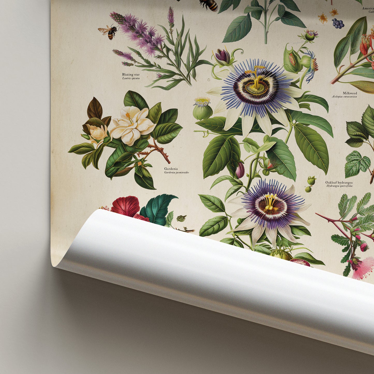 Celebrate the natural beauty of Florida's diverse wildflowers with this Flowering Plants of Florida Poster Print.