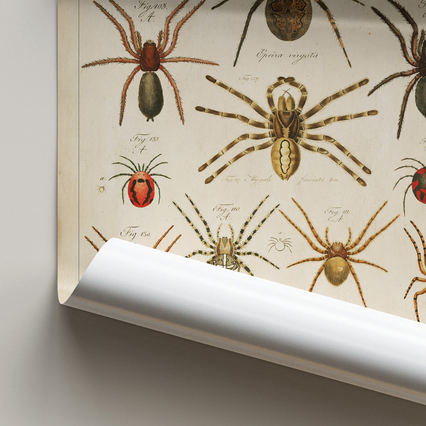 Vintage arachnids chart showcasing detailed illustrations of various spider species in antique natural history style.