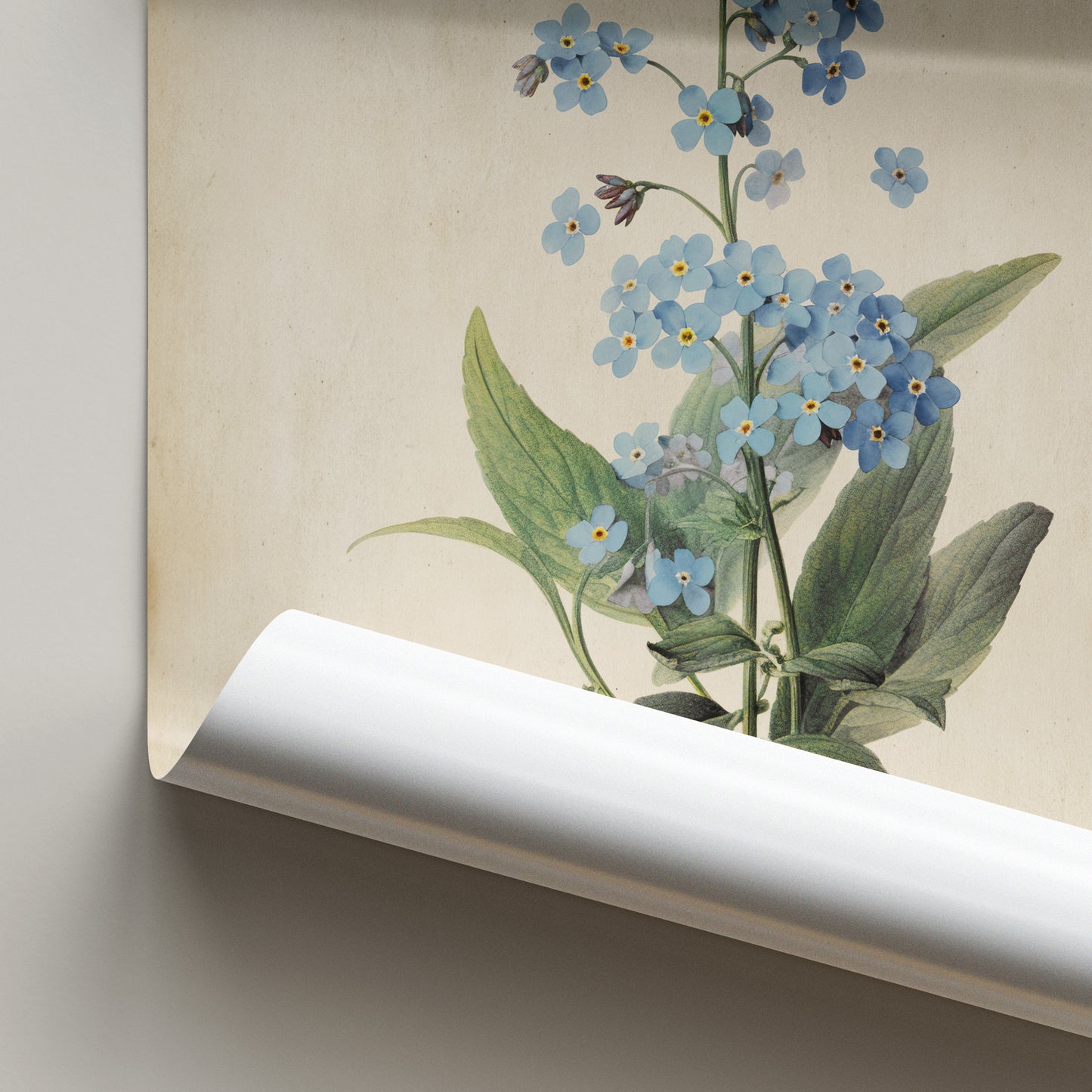Illustration of delicate blue Forget-Me-Not flowers with green leaves on a vintage botanical print.