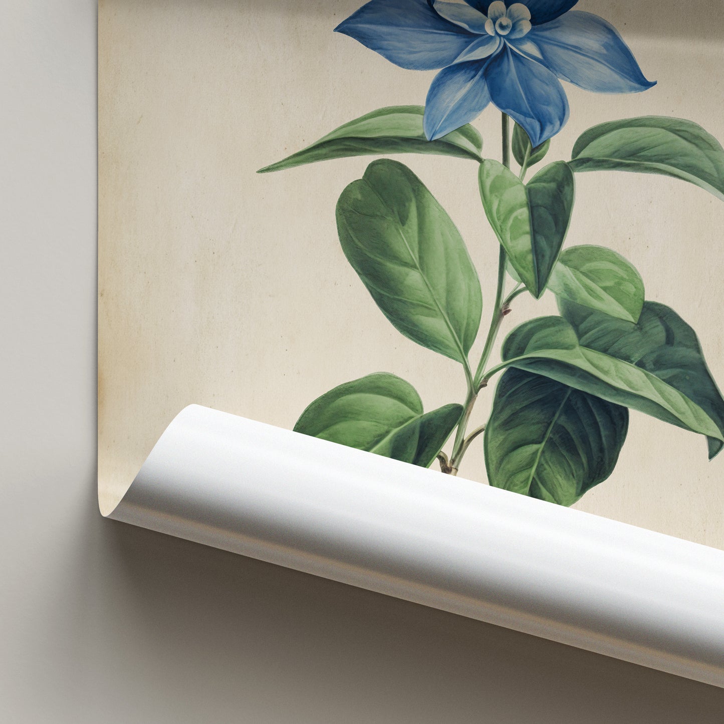Vintage botanical Blue Periwinkle Illustration Print.