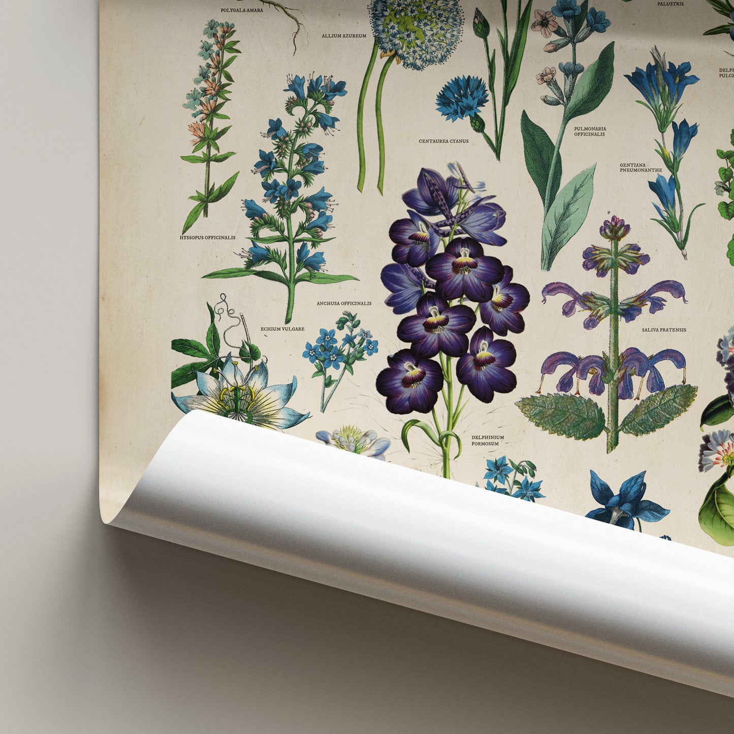 Vintage botanical chart of blue flowers featuring antique-style illustrations of blue plants and blooms on a parchment backgroun