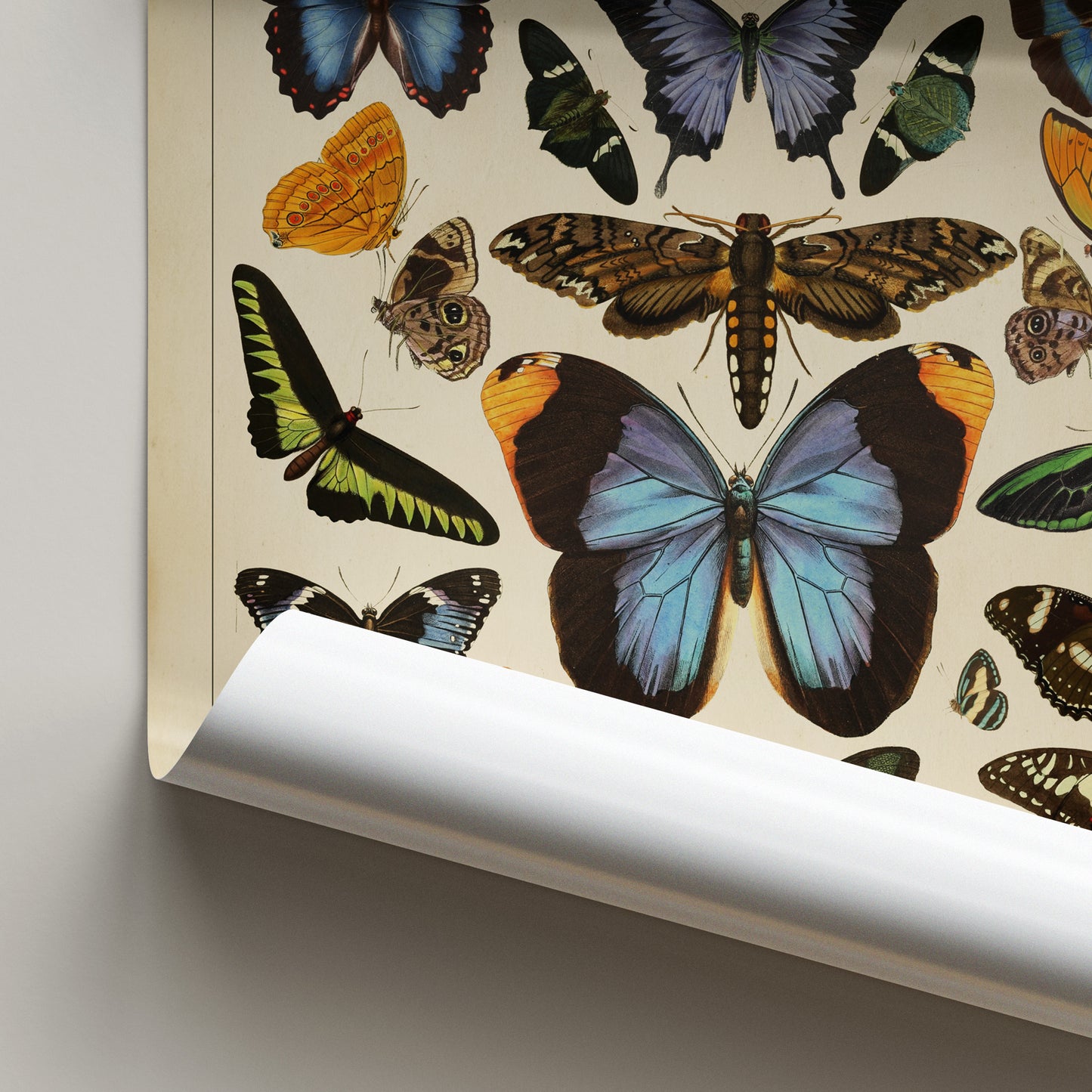 Butterflies