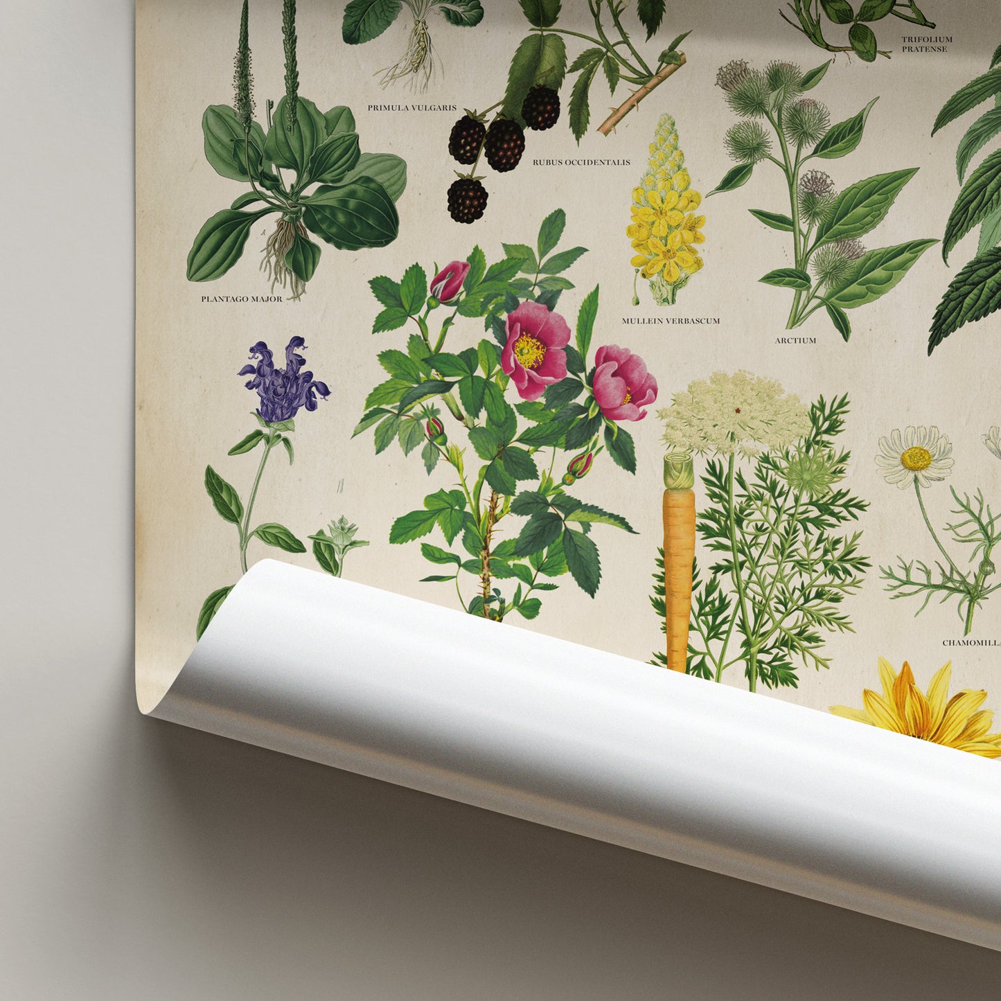 Vintage Edible Wild Plants print featuring botanical illustrations of edible herbs, flowers, and wild plants with labeled scientific names in a classic, antique style.