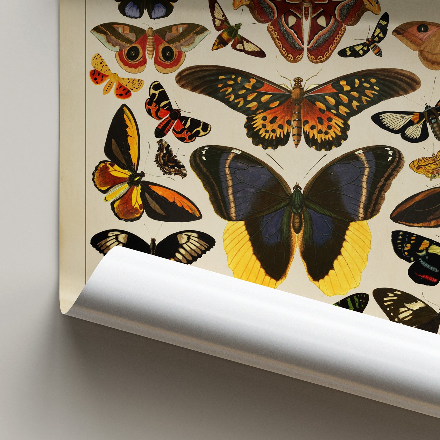 Exotic Butterfly Chart featuring vintage illustrations of rare butterflies from Asia, Africa, the Americas, and the Indies, inspired by the historic book Papillons Exotiques