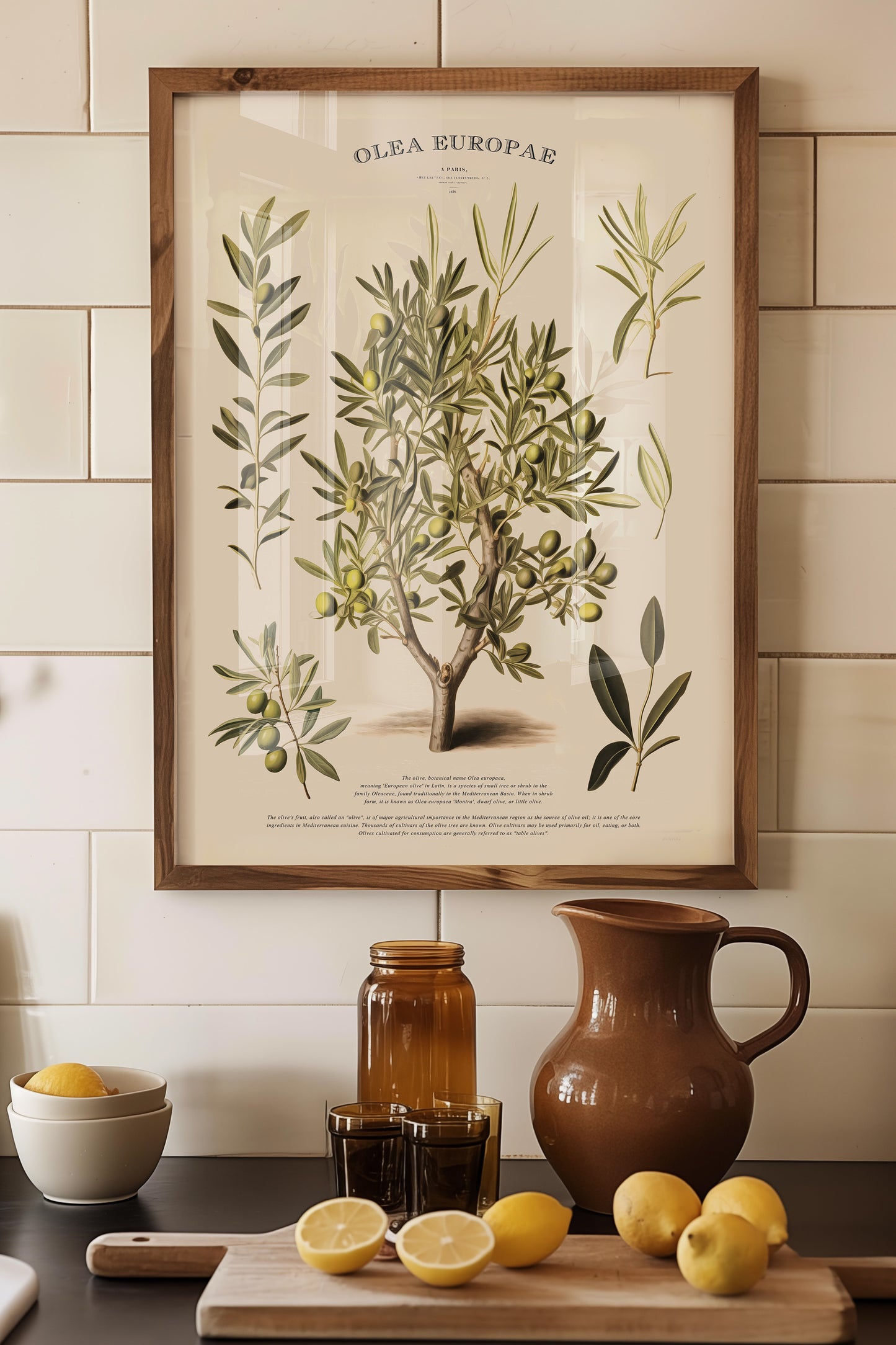 Bring a touch of timeless Mediterranean charm to your home with this vintage-inspired Olive Tree botanical print. Featuring intricate illustrations of the olive tree (Olea Europae), its branches, and its fruit, this artwork celebrates nature's elegance and heritage.