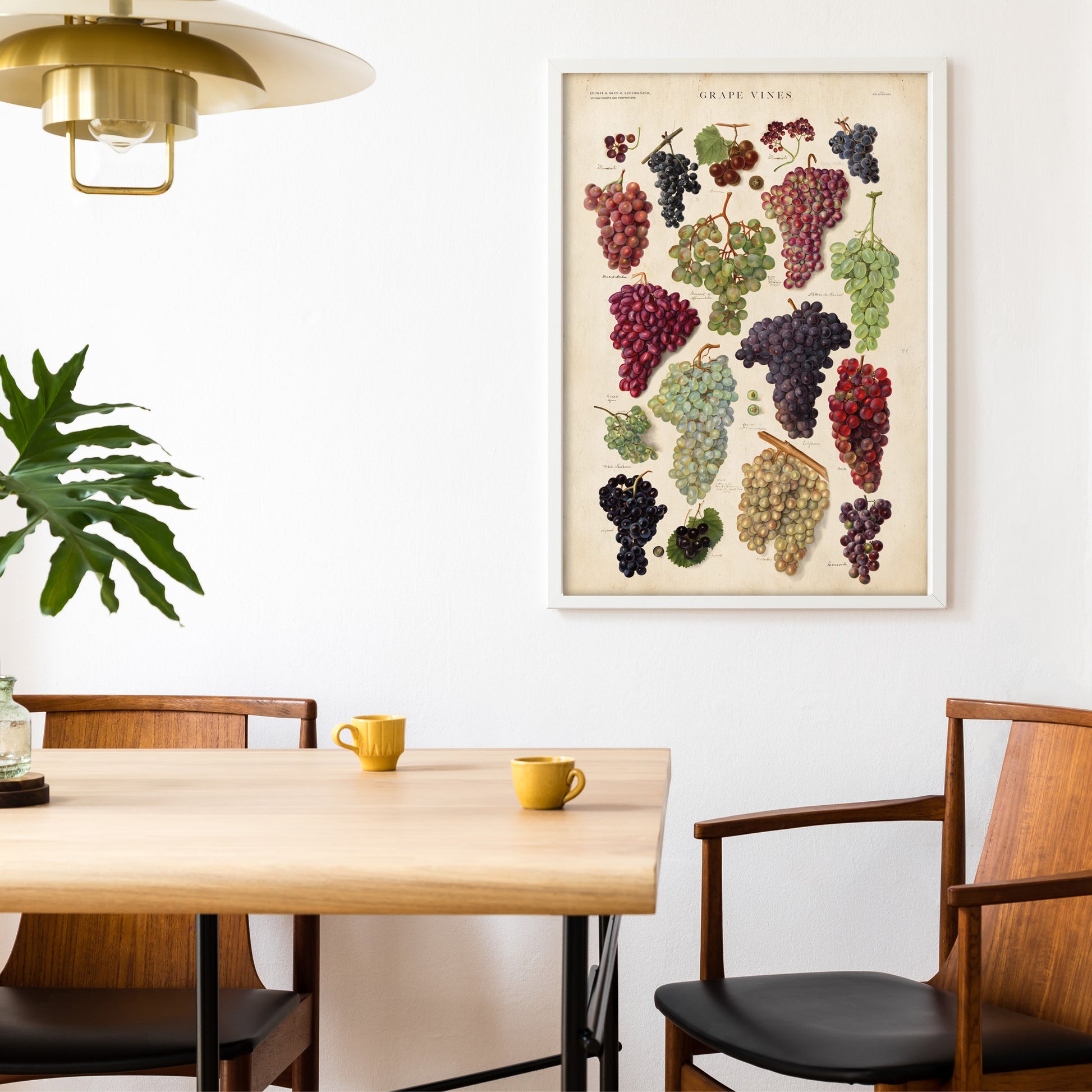 Vintage botanical chart of grape vines with vibrant illustrations of various grape varieties in antique style.