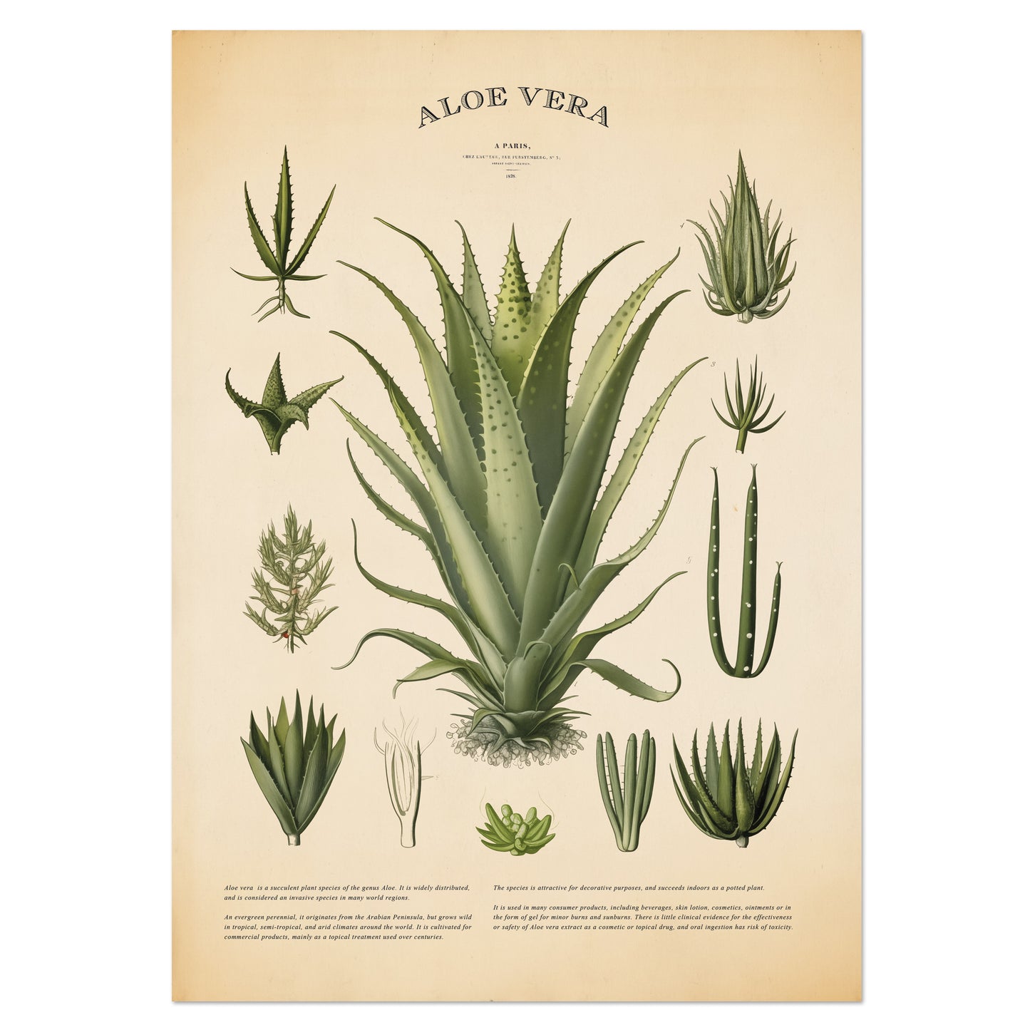 Vintage Aloe Vera Botanical Print featuring detailed illustrations of aloe vera leaves and description on an antique-style background.