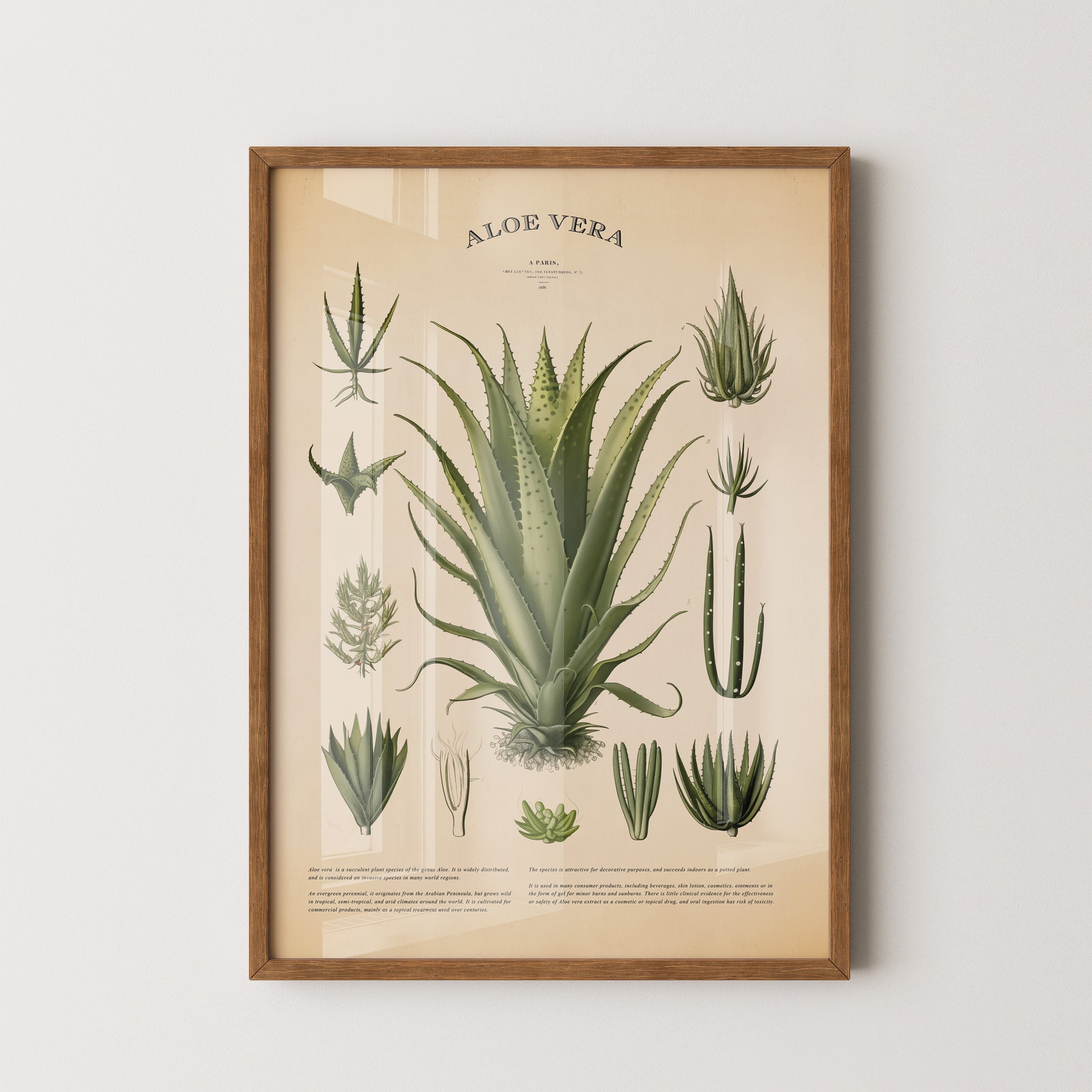 Vintage Aloe Vera Botanical Print featuring detailed illustrations of aloe vera leaves and description on an antique-style background.