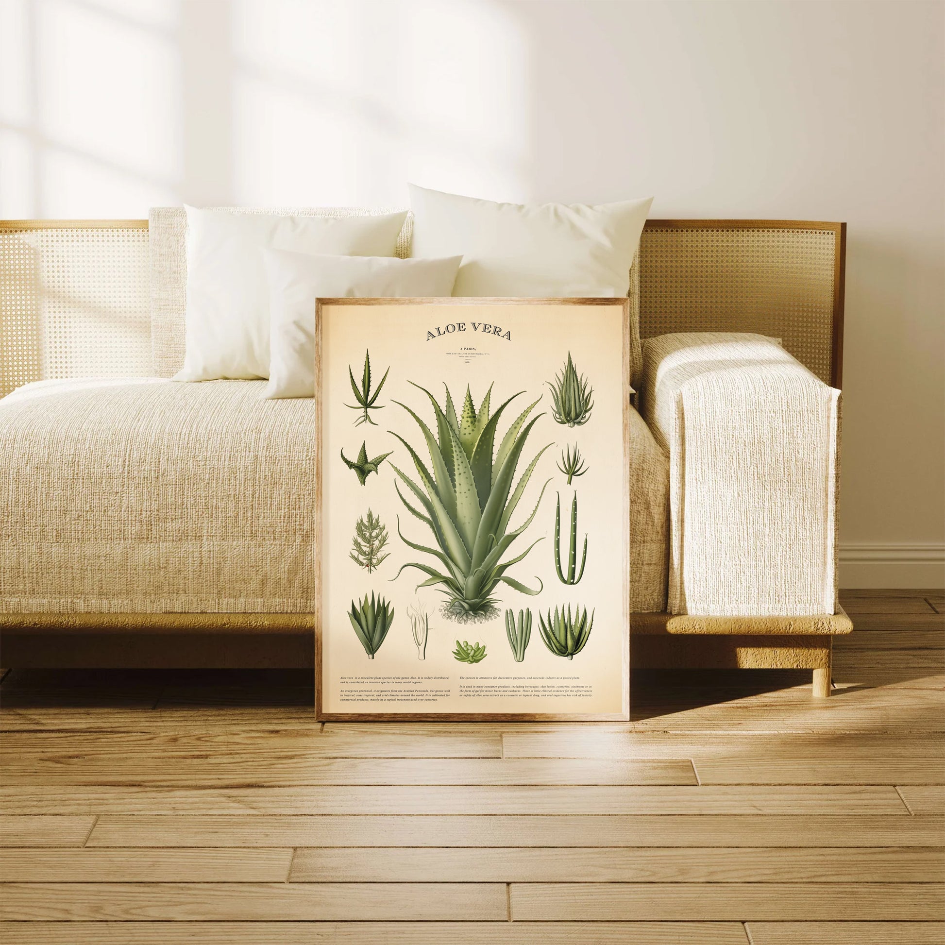 Vintage Aloe Vera Botanical Print featuring detailed illustrations of aloe vera leaves and description on an antique-style background.