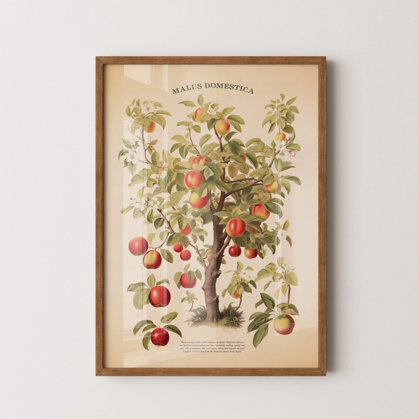 Beautiful vintage apple tree botanical print (Malus Domestica). Perfect for rustic kitchen decor, garden lovers, and nature-inspired spaces.