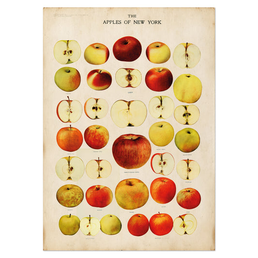 Explore this vintage apple chart from 'The Apples of New York' book (1905). Featuring historic apple illustrations, it’s perfect for rustic and farmhouse decor. Shop now!