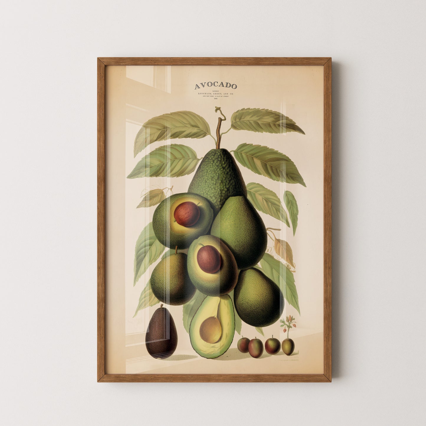 Avocado