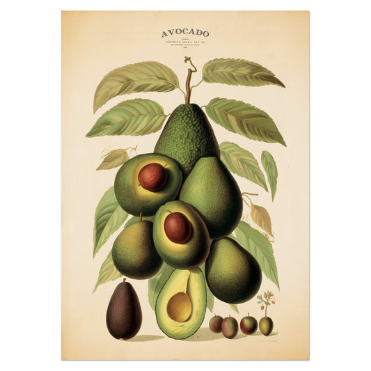 Avocado