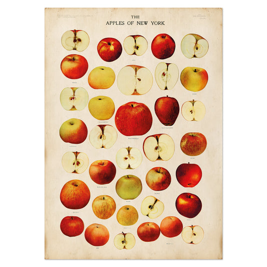 Vintage Apples of New York Botanical Chart – Illustrated Apple Varieties Posterphot