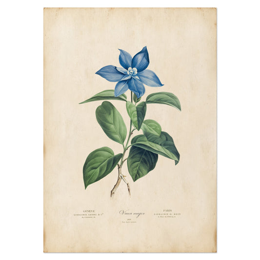 Vintage botanical Blue Periwinkle Illustration Print. 