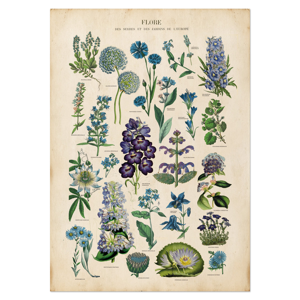 Vintage Botanical Chart of Blue Flowers | Antique Blue Plant Poster ...