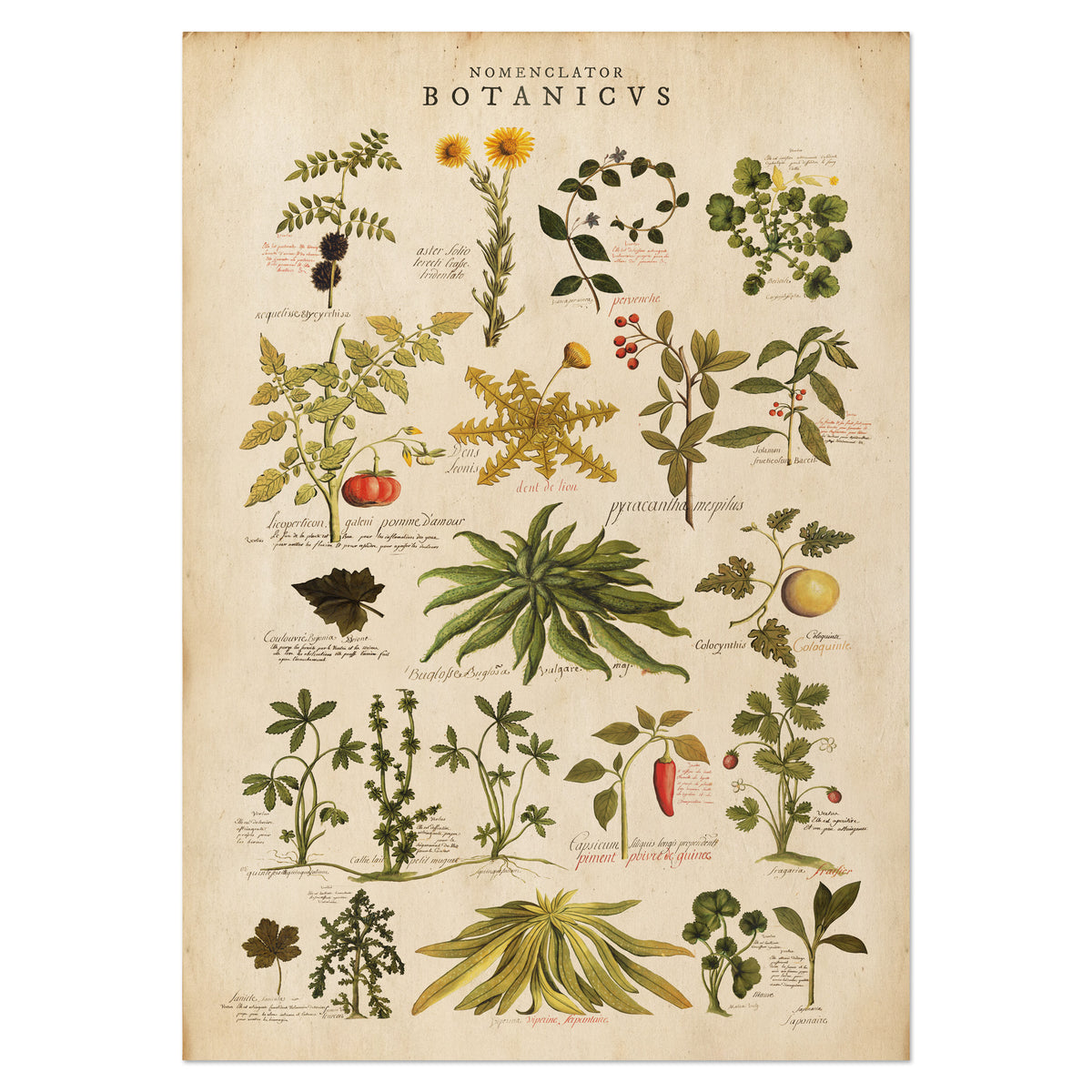 Botanic Chart Antique Botanical Illustrations Chart | 1740 Botanical Manuscript – Wit ...