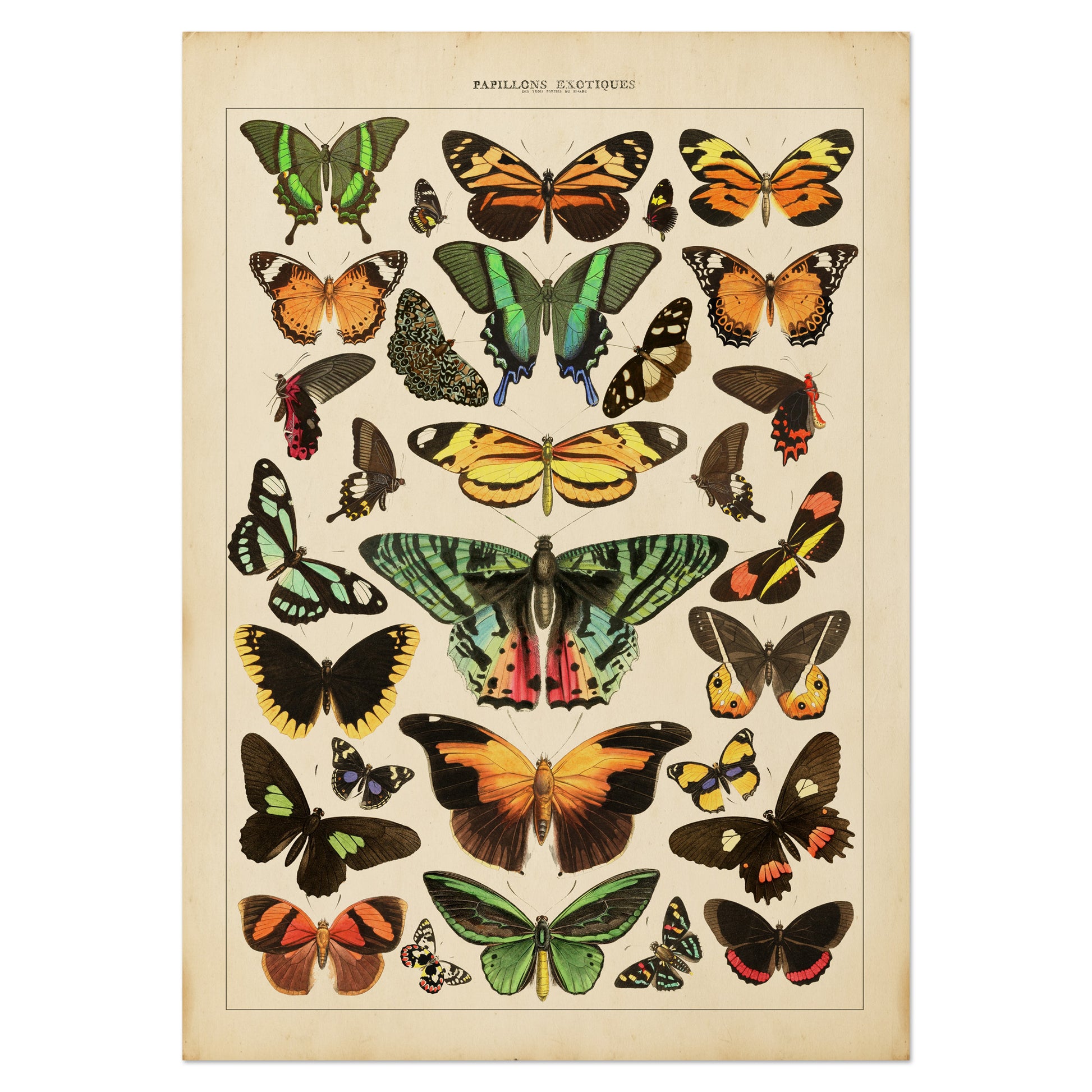 Exotic Butterfly Chart featuring vintage illustrations of rare butterflies from Asia, Africa, the Americas, and the Indies, inspired by the historic book Papillons Exotiques