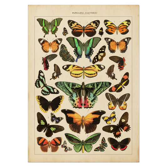 Exotic Butterfly Chart featuring vintage illustrations of rare butterflies from Asia, Africa, the Americas, and the Indies, inspired by the historic book Papillons Exotiques