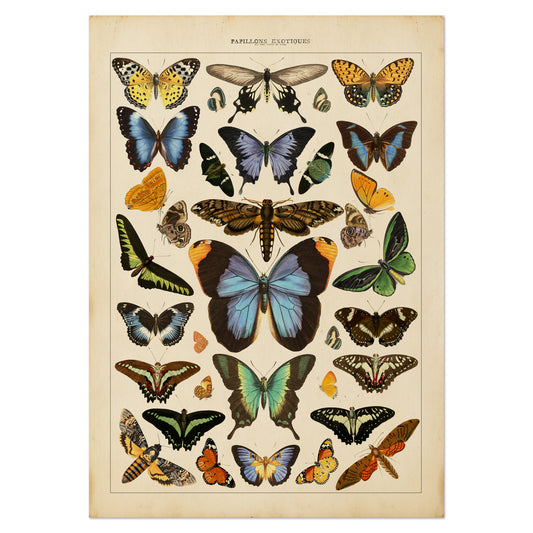 Exotic Butterfly Chart featuring vintage illustrations of rare butterflies from Asia, Africa, the Americas, and the Indies, inspired by the historic book Papillons Exotiques.