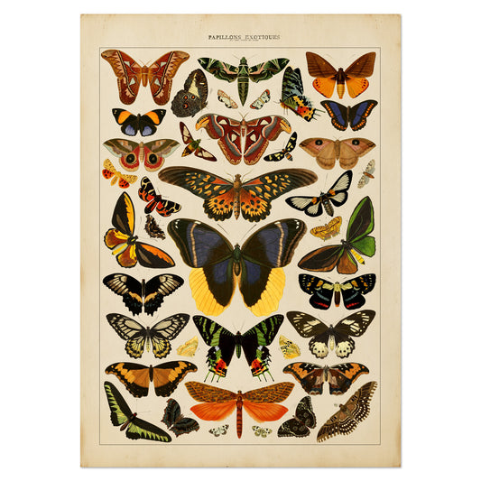 Exotic Butterfly Chart featuring vintage illustrations of rare butterflies from Asia, Africa, the Americas, and the Indies, inspired by the historic book Papillons Exotiques